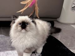 -小猫来了·猫舍(红山六九七九店)