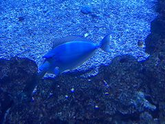 -烟台海昌鲸鲨海洋公园