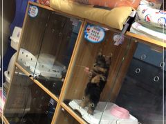 -FAELING PETS美天灵宠物(富力广场店)