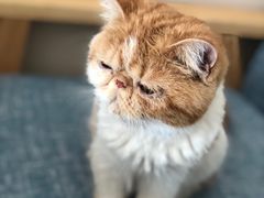 -有猫儿腻咖啡厅.猫咖