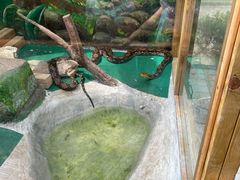 -上海大自然野生昆虫馆(东方明珠·爬宠昆虫探索中心)