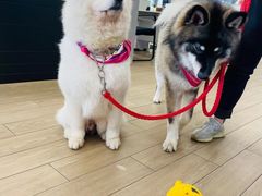 -上海西上海奥杰奥迪汽车销售有限公司(真如店)