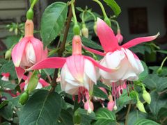 -海窝子古镇
