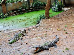 -清迈夜间动物园