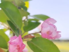 -嘉北郊野公园