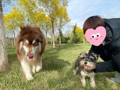-A猫a狗全科·犬猫异宠·芥西宠物医院(南开总院)