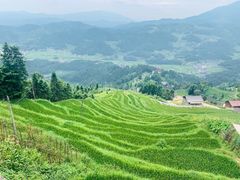 -紫鹊界梯田景区