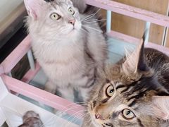 -十年猫舍·猫咪专门店(普陀店)