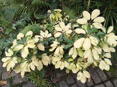 -华南国家植物园-售票处