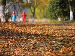 -贡湖湾湿地公园