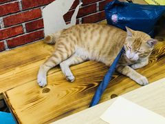 -胖胖板凳面