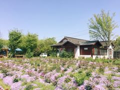 -鹅湖玫瑰文化园