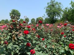 -武汉紫薇都市田园