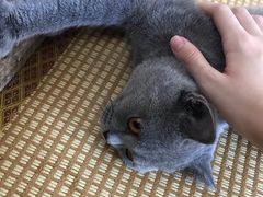 -泰国佛·塔罗·泰牌狐仙古曼