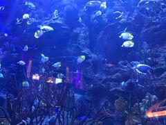 -迪拜帆船酒店海底餐厅