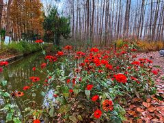 -合肥滨湖国家森林公园