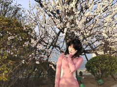 -星光岛
