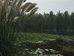 -微山湖红荷湿地景区