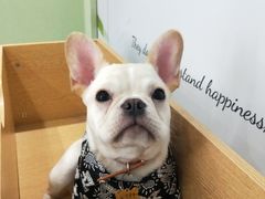 -奶牛家宠物酒店(嘉宏云顶店)