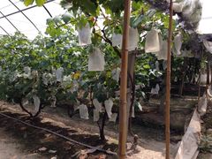 -马陆小张葡萄园农家乐