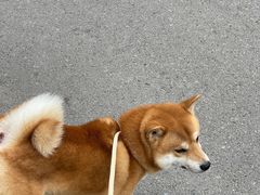 -美联众合爱康动物医院•复杂内科•肿瘤科•牙科•腔镜诊疗中心