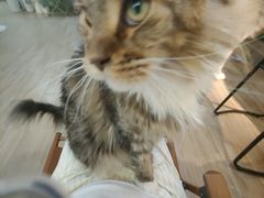 -李小姐の猫咖啡馆(五角场店)