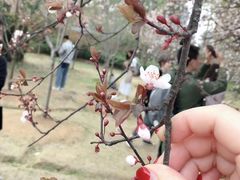 -武汉大学-樱园