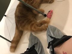 -飞行喵MR PILOT|猫舍·猫咖(静安大融城店)