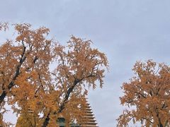 -北京石刻艺术博物馆(五塔寺)