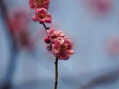 -鸣鹤古镇
