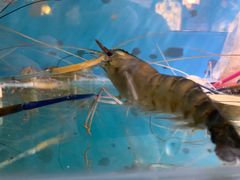 -Thai Basil罗勒叶泰式餐厅(时代天街店)