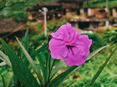 -糕小爱动物奶油生日蛋糕定制(晋江万达店)