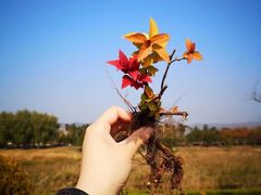 -羊亭河湿地公园