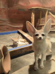 -Zoolung Zoolung动物主题公园(海信广场店)