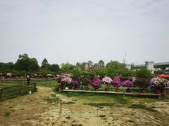 -秀丽东方
