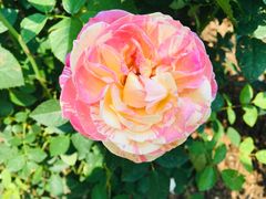 -人民公园(罗湖区)