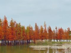 -白鹭湾湿地公园
