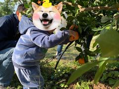 -前小桔亲子创意农场·草莓采摘·露营烧烤