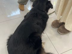 -小伙伴宠物医院·CT·骨科·眼科(高新店)