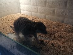 -平行世界·猫咖(首经贸店)