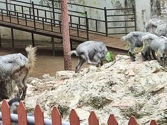 -深圳野生动物园