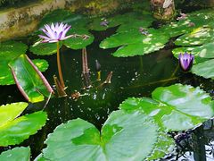 -国家植物园南园