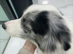 -嘉馨宠物医院·CT影像转诊·心脏科·犬猫全科诊疗中心(下沙大学城院区)