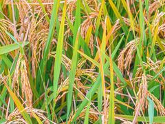 -中国天府农业博览园