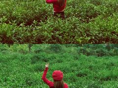 -汤山温泉房车营地 茶温泉