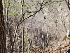 -大岭沟猕猴桃谷风景区