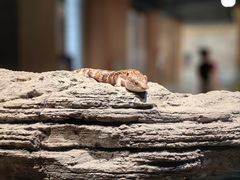 -帕帕拉兹宠物(亚洲旗舰店)