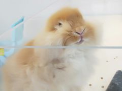 -怪兽屋·羊驼·猫咖·狗咖(俊华广场店)