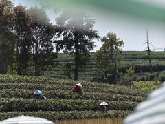 -龙坞茶村