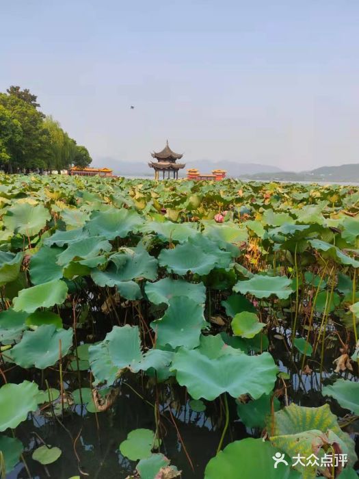 柳浪闻莺公园图片